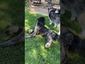 Slumber Pawties | Shorts