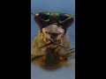 Tiger Beetle Speed and Adaptations