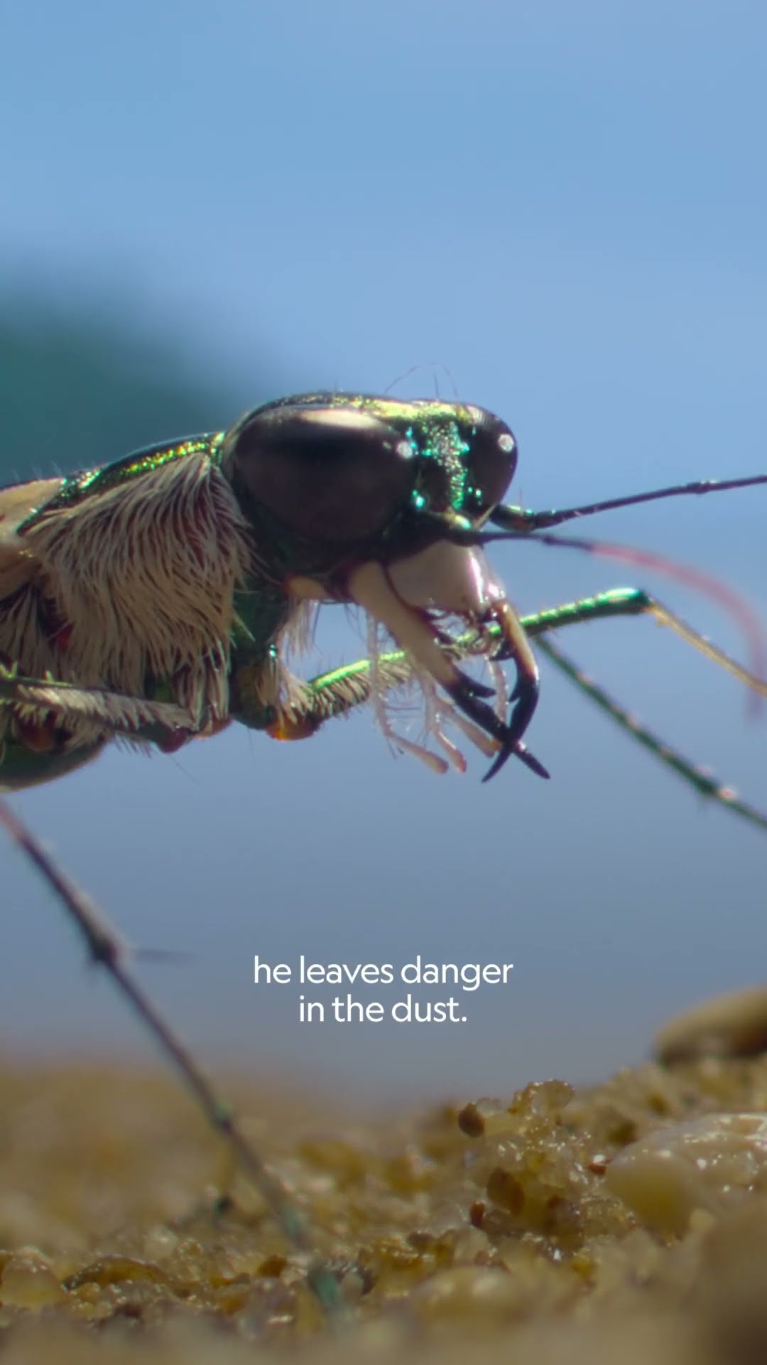 Never before filmed, this tiger beetle is ready for its close-up ? #ARealBugsLife