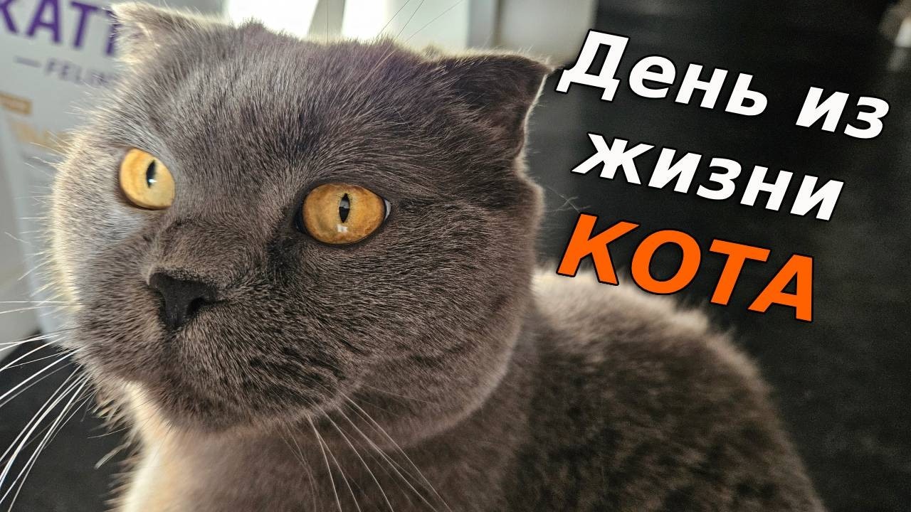 Как живёт 8-летний британский кот