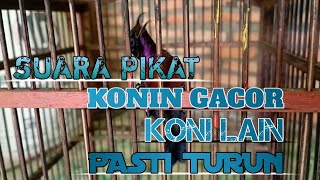 Suara pikat konin ampuh terbaru  konin manapun pasti turun dengar suaranya