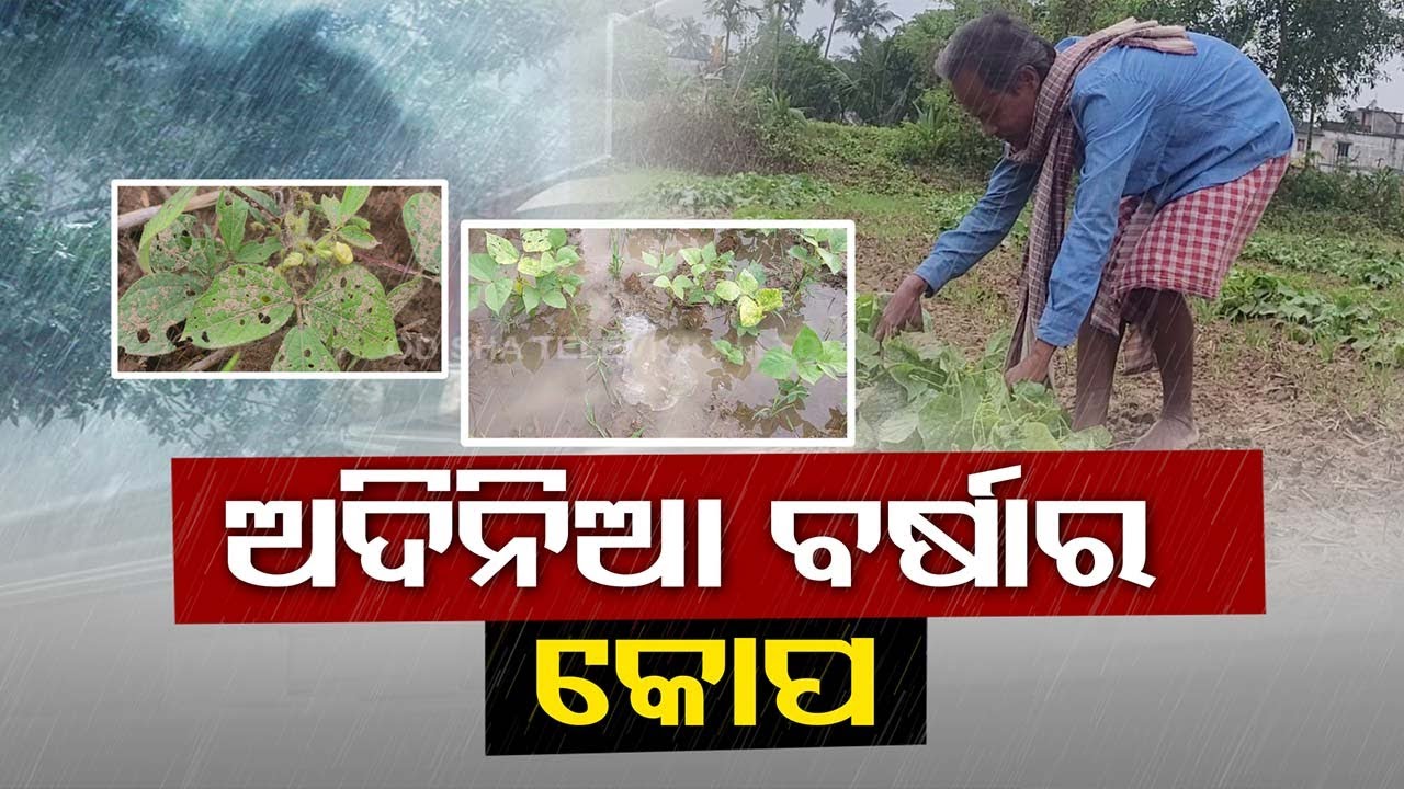 Heavy rain damages crops in Balasore, leave farmers worried - YouTube