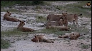 Pt 1 Safari Live&#39;s Sunrise Safari Drive at 6:00 AM on April 02, 2018 ( Nkuhuma Pride )