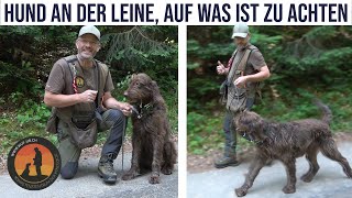 Die 3 grössten Lügen der Leinenführigkeit | Hundeschule U.B.