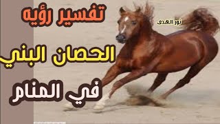 تفسير رؤيه الحصان البنى فى المنام/حبايب نور الهدى