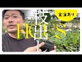 【フィカス・ゴムの木】枝の出し方を解説
