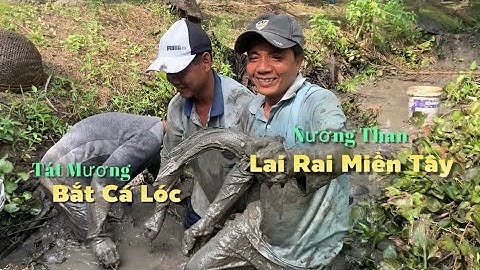 Tát mương bắt cá lóc về nướng than nhậu lai rai chiều miền tây | Cù Lao Dung Vlogs #596