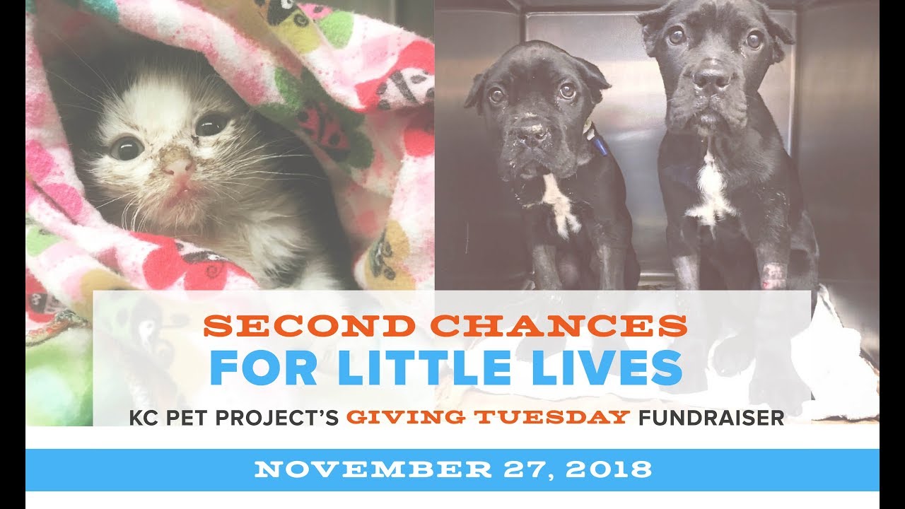 KC Pet Project Giving Tuesday 2018 YouTube