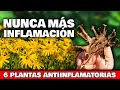 Adis pastillas las 6 plantas antiinflamatorias ms potentes  usarlas y cultivarlas en tu jardn