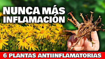 ¿Cuál es la hierba antiinflamatoria más fuerte?