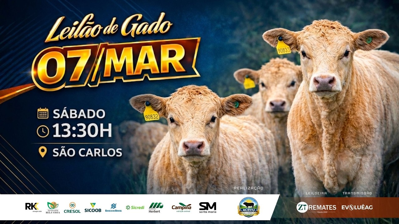 Leilão de Gado AO VIVO - São Carlos 07/03/2026 13H30 | ZT Remates