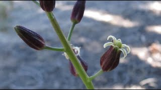 Chocolate Drops (Caulanthus pilosus)