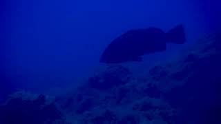 DIVING YOGHI 2025
