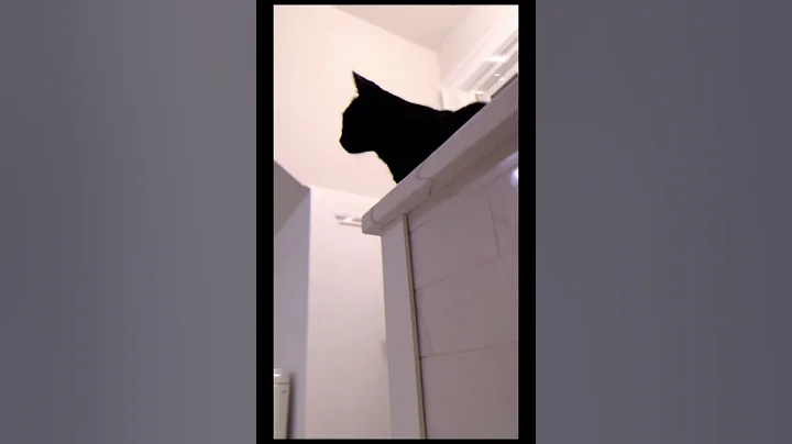 Watch the video about 2001 A Bathtub Stalking Cat Odyssey #cute #pets #happyanimals #funnycats #animals #cats #thedodo