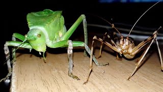 Hooded katydid and african cave cricket.