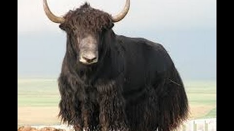 GH3: TTFAF, One & RaBl Tech FCs - Mirror Mode