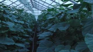 MTフェニックス！久留米原種！本日はお疲れさまでした！／MT Phoenix !  Today thank you !／きゅうり農家／きゅうり栽培／愉快なshata農園