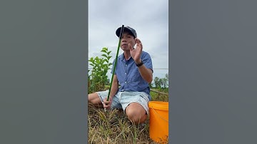 Cần câu tay anh em mua vào đây : https://vt.tiktok.com/ZSA9ngNvf/ #andyho #xuhướng #fishing