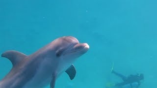 Bottlenose Dolphins at Marsa Nakari House reef by Oliver