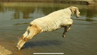 Sheeps swimming, lake crossing, sheeps jumping in to the lake