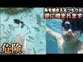 【悲報】海で大量の魚と鬼ごっこしたら魚達に噛まれてリンチされました泣