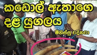 කඩොල් ඇතාගේ දල යුගලට වදිනා මිනිස්සු