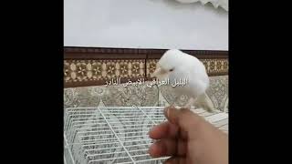 بلبل ابيض نار جدا جدا