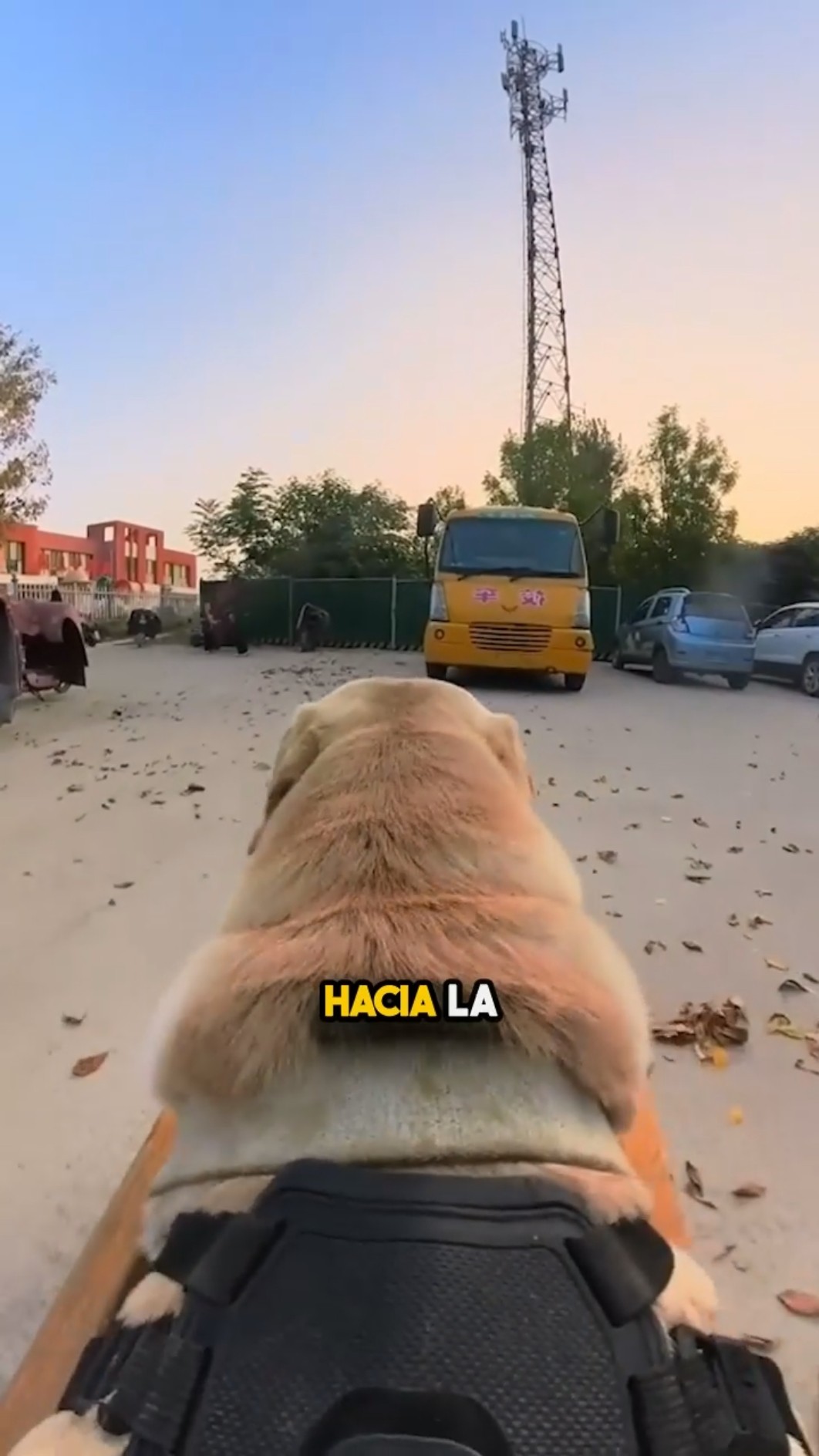 ¡El perro que se convirtió en chofer! ??