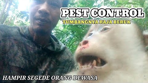 PEST CONTROL‼️ Tumbangnya Raja Beruk Hampir Segede Orang Dewasa