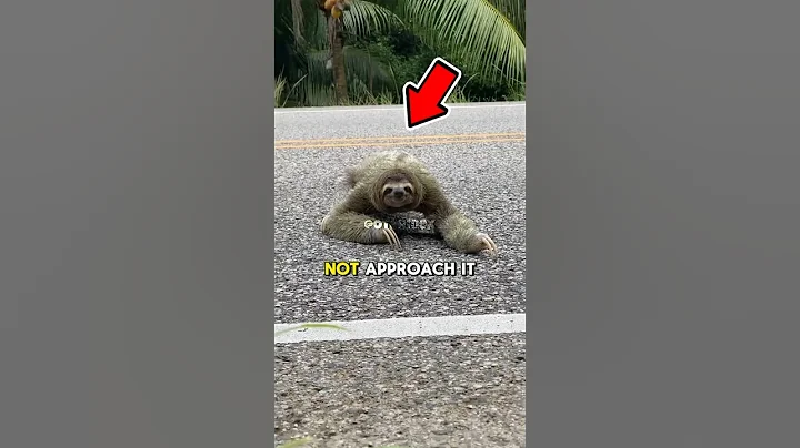 Sloths can be dangerous 🤯 #sloth #shorts