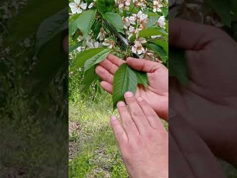 Video: Phytophthora: Nasıl önlenir Ve Nasıl Tedavi Edilir