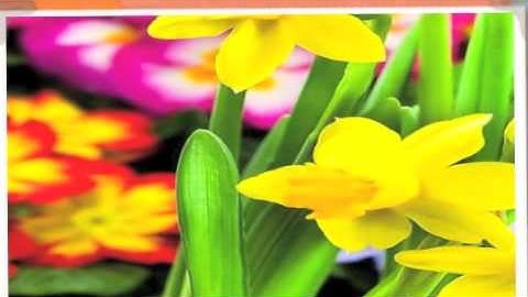 تلاوة مختارة ( من سورة الشورى ) القارئ / عادل ريان