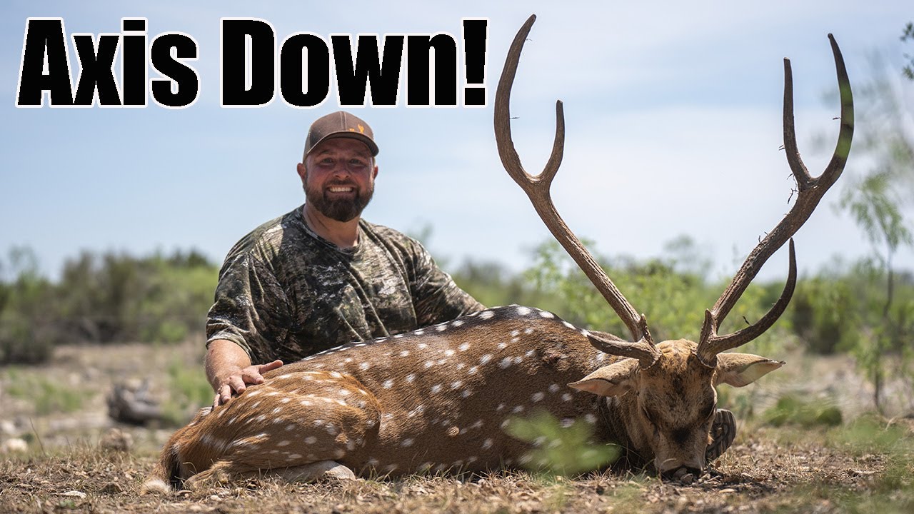 Axis Deer Hunting in Texas! YouTube