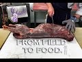 From Field To Food: Roe Deer Butchery
