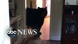 Bear breaks into Connecticut home
