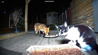 Foxes and cats