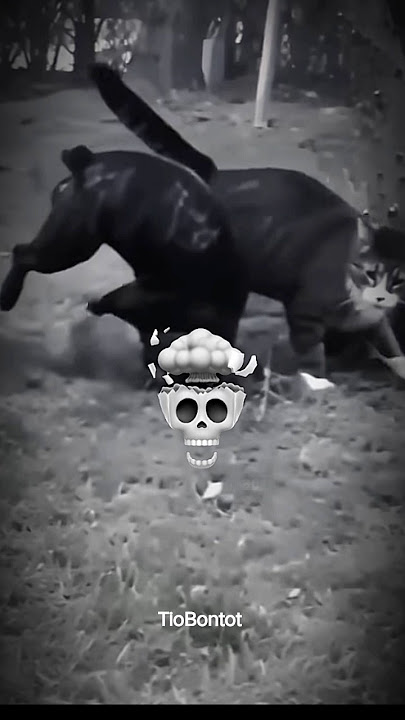 meme kungfu kucing vs anjing #cat #shortvideo