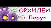 Орхидеи,узамба́рские фиалки,Самара🌺