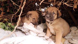 We rescued puppies from the rain أنقدنا كلاب صغار من الشتاء