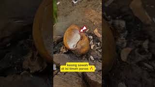 keong mas #part23 #satisfying #eksperimen #silver #keong #yt