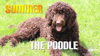 Summer, the chocolate poodle