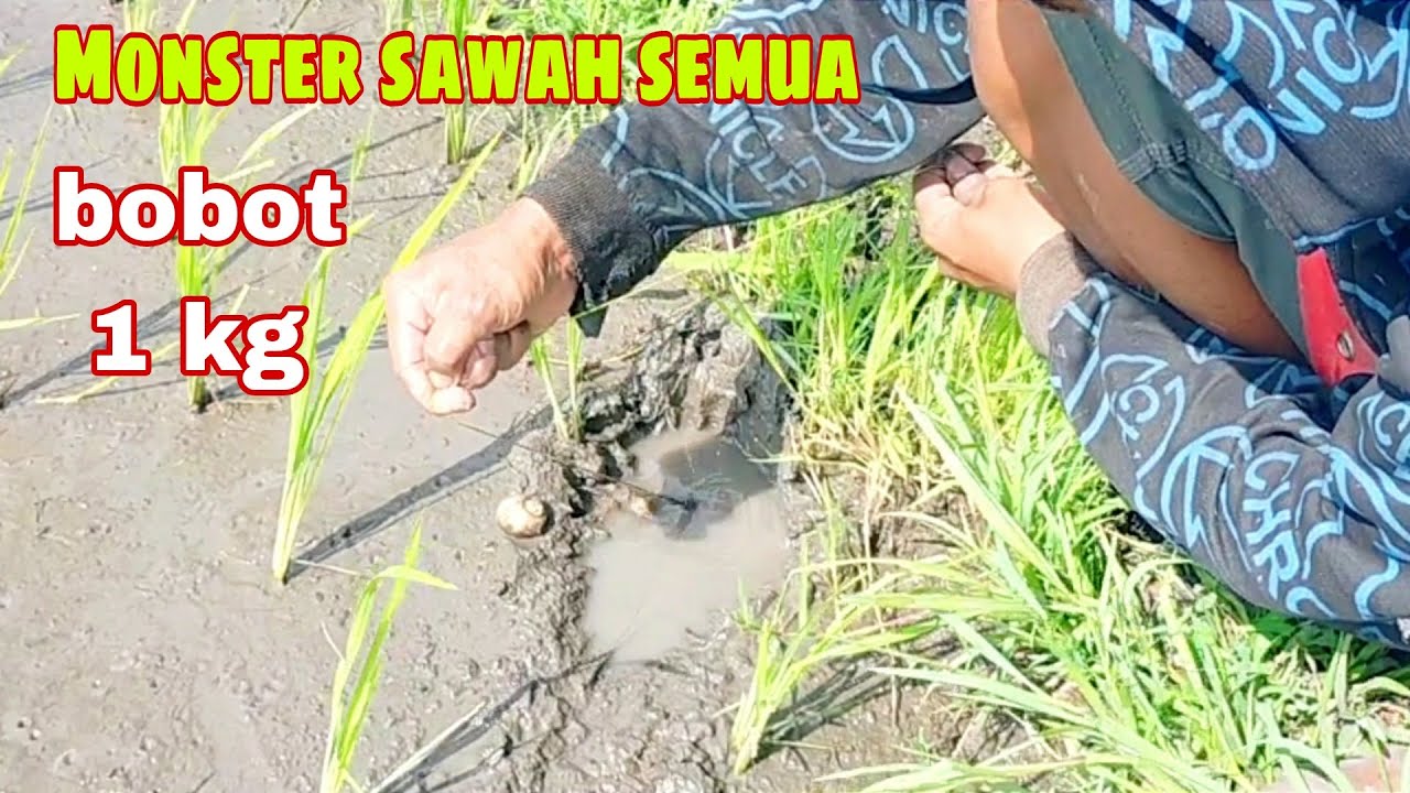 Momen momen terbaik saat mendapatkan monster sawah bersama kang agus ngapak, ukuranya kelewat batas