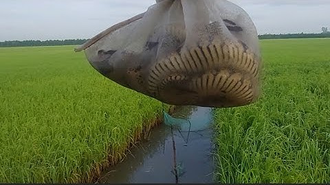 Dớn mini Chuyến Này Trúng Cá , Ếch với Rắn Nữa Rồi | Đất Long An | fishing