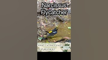 JTC #Shorts Narcissus Flycatcher in Japan.