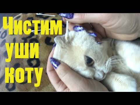 Чистим уши коту. Зачем котам чистить уши
