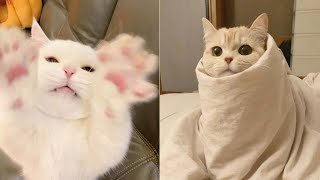 Funniest Cats | Don't try to hold back Laughter | Cutest Lands Part 51 by Cutest Lands 772 views 1 year ago 4 minutes, 37 seconds