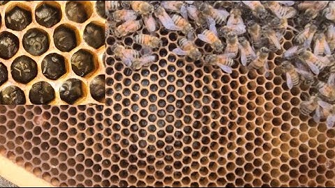 Fixing a Laying Worker Colony