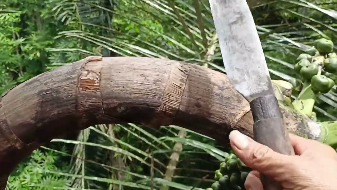 kolang Kaling👍dari pemotongan di kerjakan sampai di panggkalnya👌👍🙏