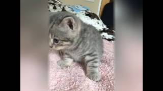 Шотландские котята Шотландские котята