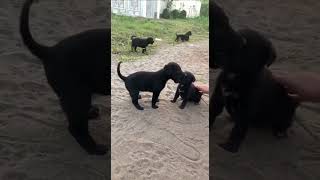 #short #shortvideo #shorts#puppy#viral #edit#سگ#توله سگ#